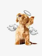Condolence image of dein Frauchen
