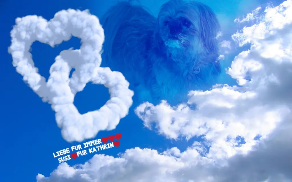 Condolence image of Sonntags Rosen fur Susi❤️