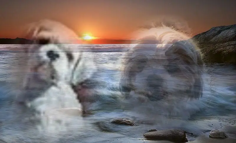 Condolence image of Marika mit Balou und Hippo im Herzen