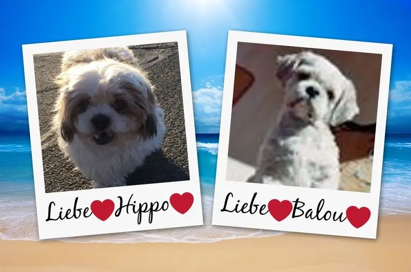 Condolence image of Marika mit Balou und Hippo im Herzen