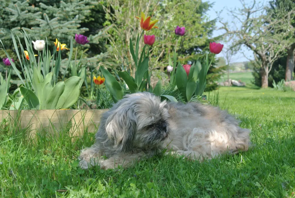 Condolence image of dein Frauchen