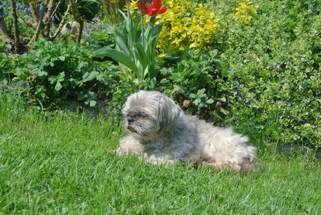 Condolence image of Deinem Frauchen