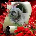 Condolence image of ❤️SUSI❤️