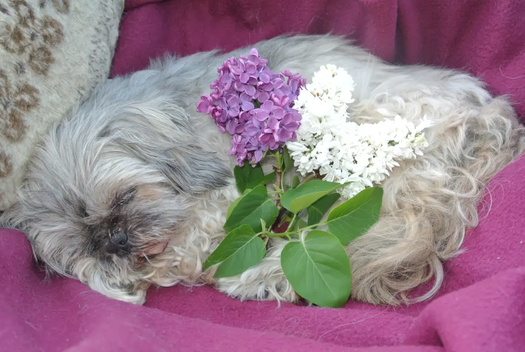 Condolence image of Deinem Frauchen