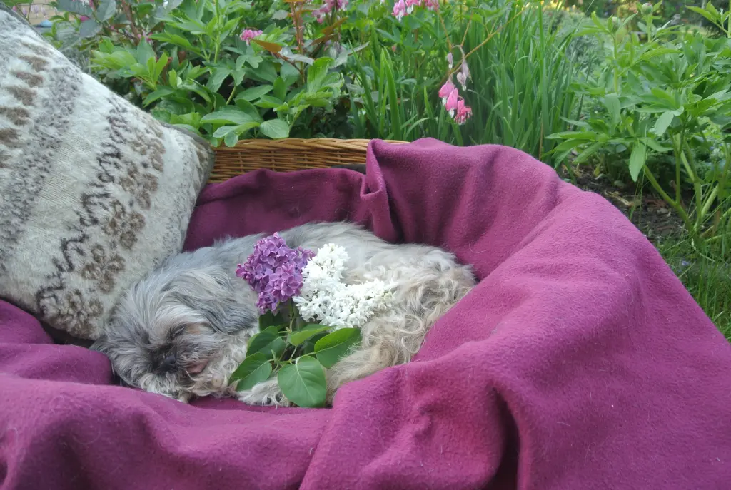 Condolence image of dein Frauchen