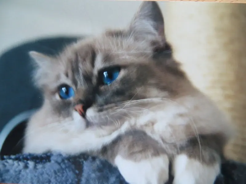 Condolence image of Merlin aus dem Regenbogenland