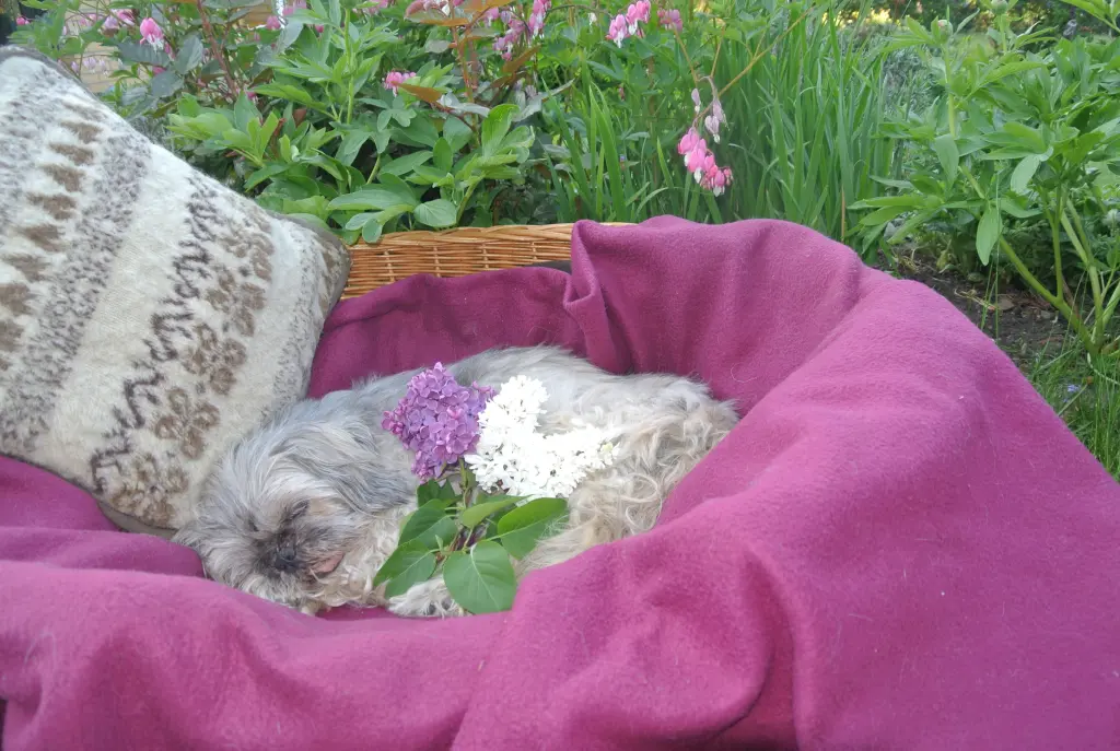 Condolence image of dein Frauchen