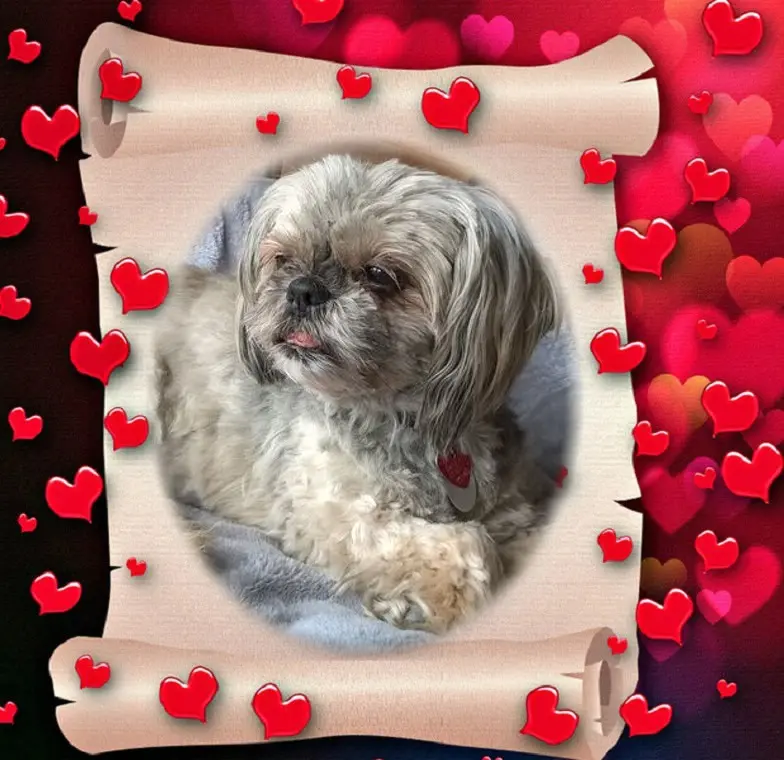 Condolence image of ❤️SUSI❤️
