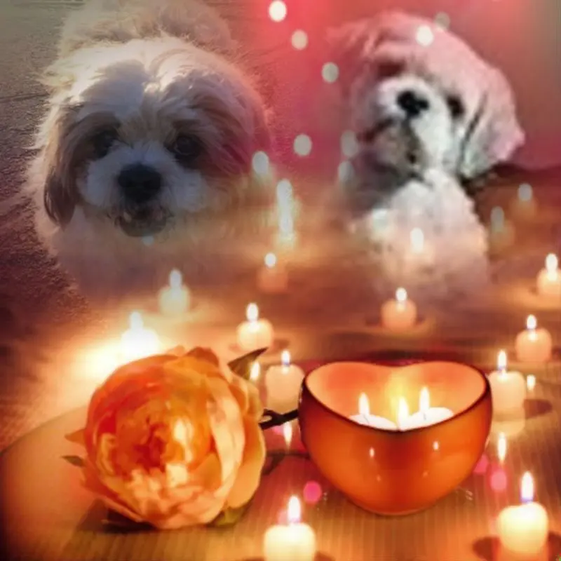 Condolence image of Marika mit Hippo & Balou im Herzen