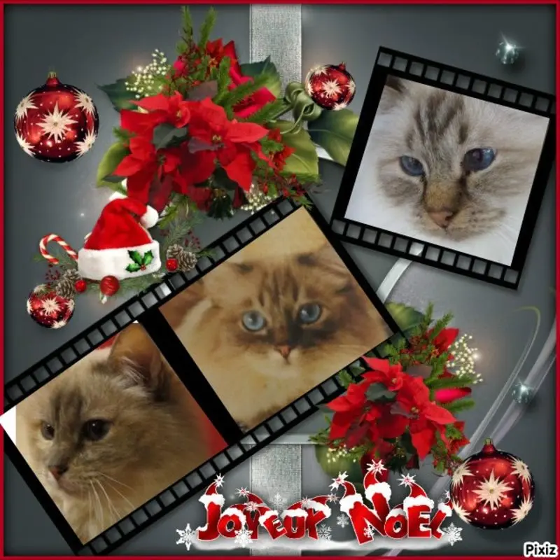 Condolence image of Uschi mit ihren Seelenfreunden Shiva, jojo und Merlin