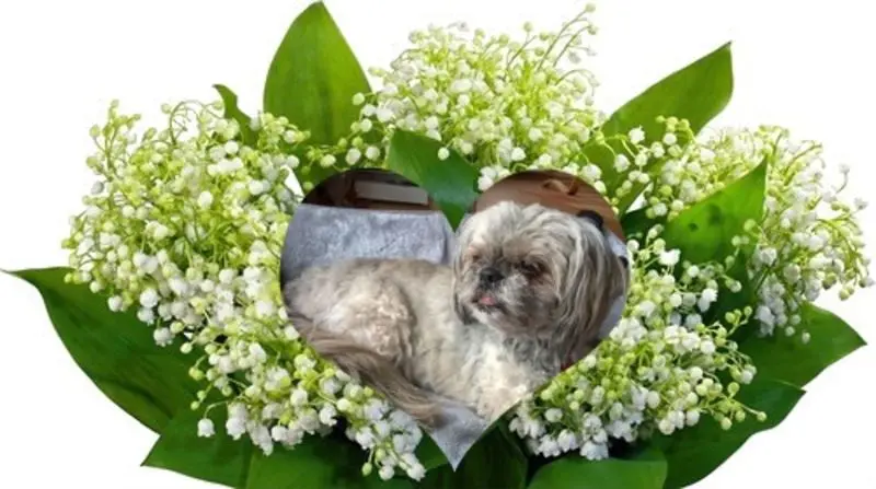 Condolence image of ❤️❤️❤️❤️❤️❤️❤️❤️❤️❤️❤️❤️❤️❤️