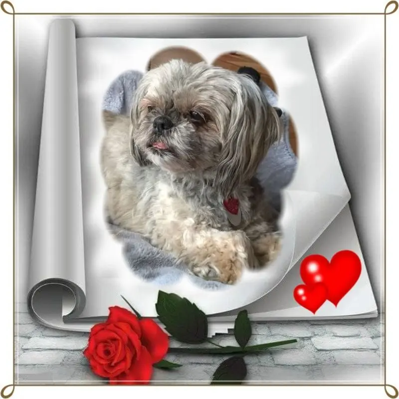 Condolence image of 3.Sternchen❤️❤️❤️Gedenktag❤️
