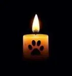 Condolence image of Tanja mit Timmy im Herzen