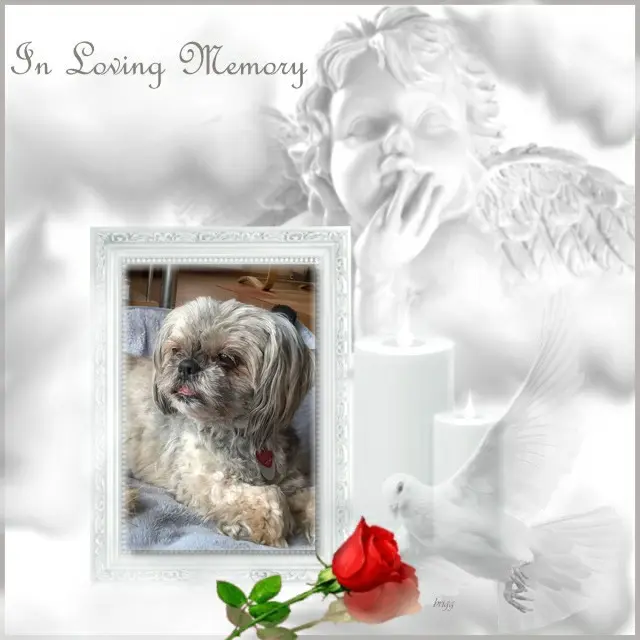 Condolence image of 4.Sternchen❤️Gedenktag❤️❤️❤️❤️