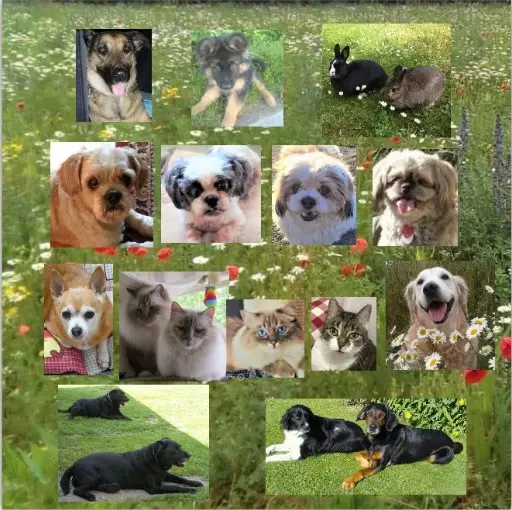 Condolence image of Danke von Missy & Marika ❀✰♥¸.•*¨*•.¸❀✰♥