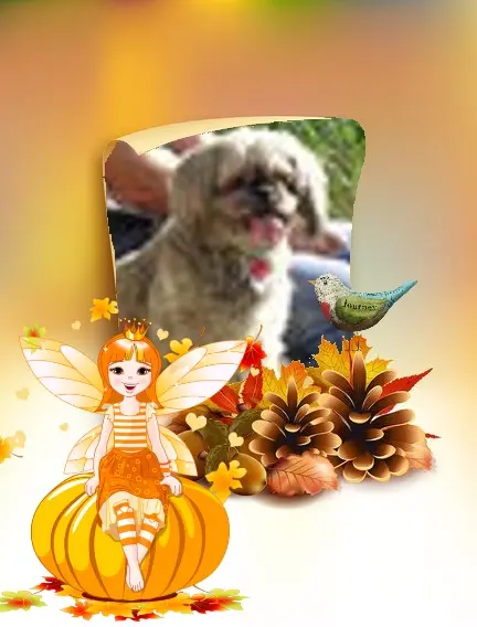 Condolence image of Wochenende❤❤❤Rosen❤❤❤❤❤❤fur Liebe❤❤❤Susilein❤