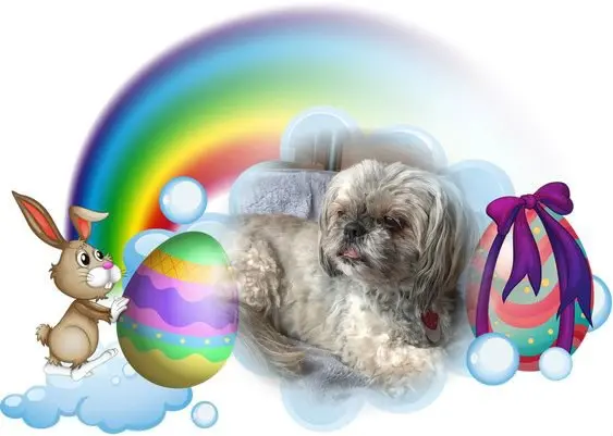 Condolence image of Frohe❤️❤️❤️Ostern❤️