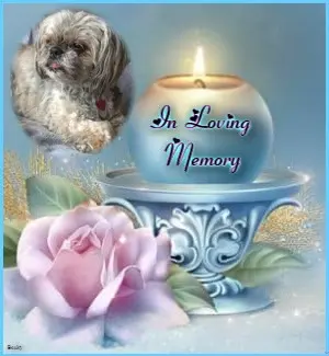 Condolence image of 5.Sternchen❤Gedenktag❤❤❤❤❤