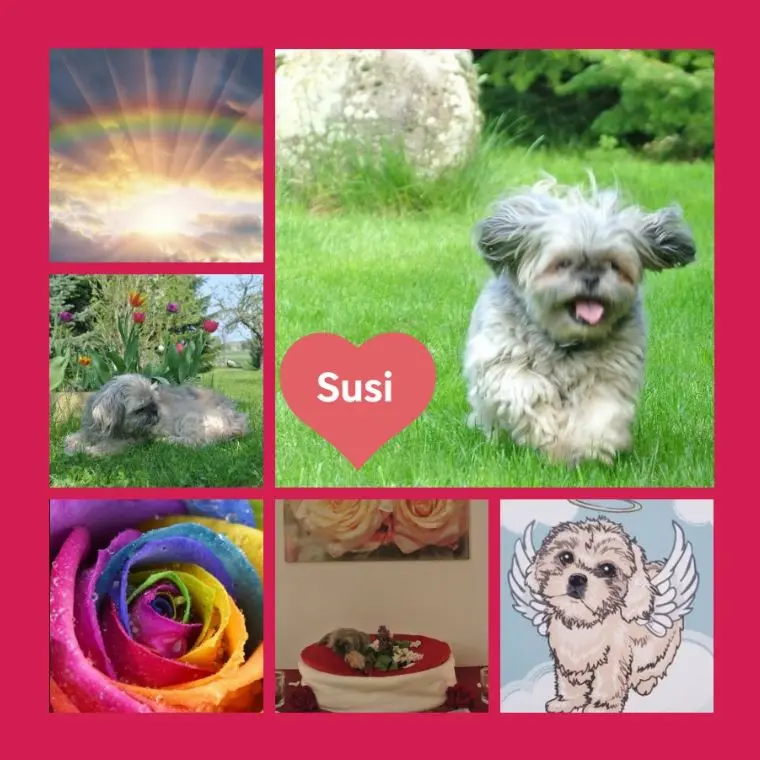 Condolence image of Rosen zum 5. Sternchengeburtstag für Susi