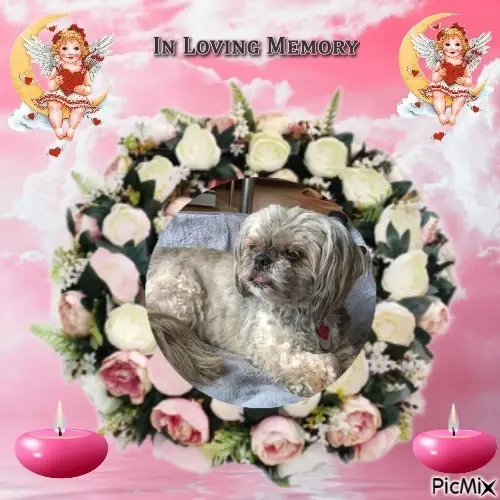 Condolence image of 6. Sternchen❤️Gedenktag❤️