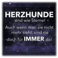 Condolence image of Evelyn für das liebe Sternchen Susi