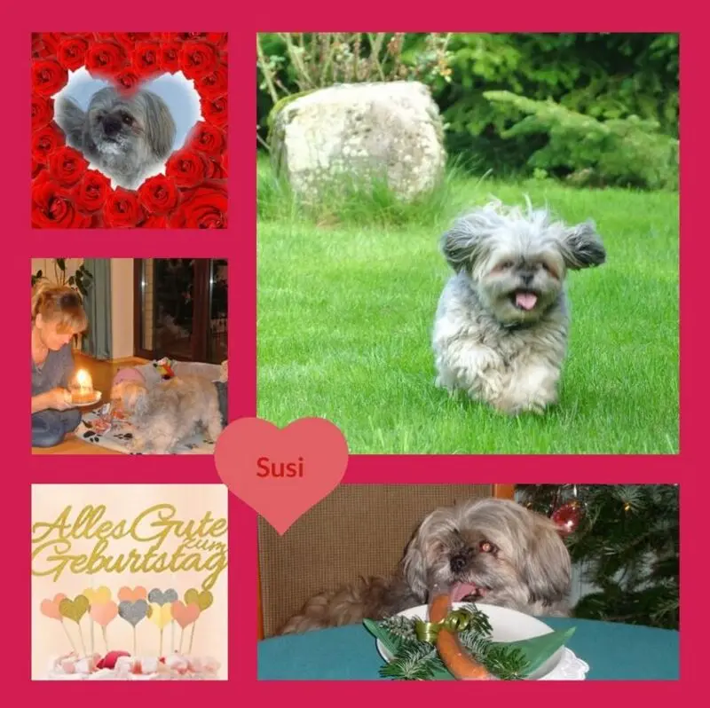 Condolence image of Geburtstagsrosen für Susi