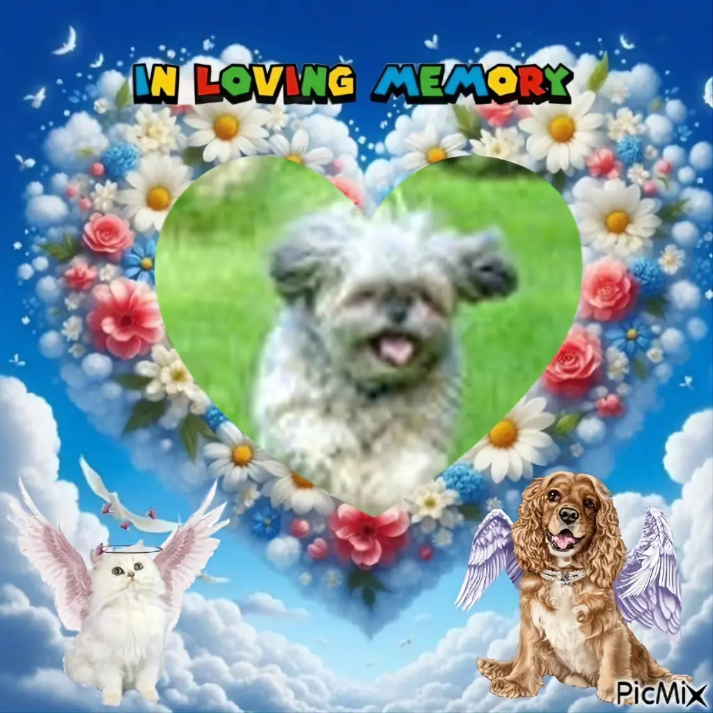 Condolence image of 7. Sternchen⭐️Gedenktag❤️❤️❤️❤️❤️❤️❤️