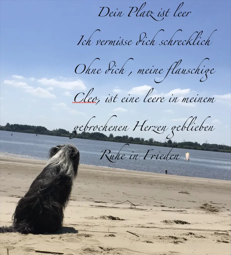 Condolence image of Plüschi