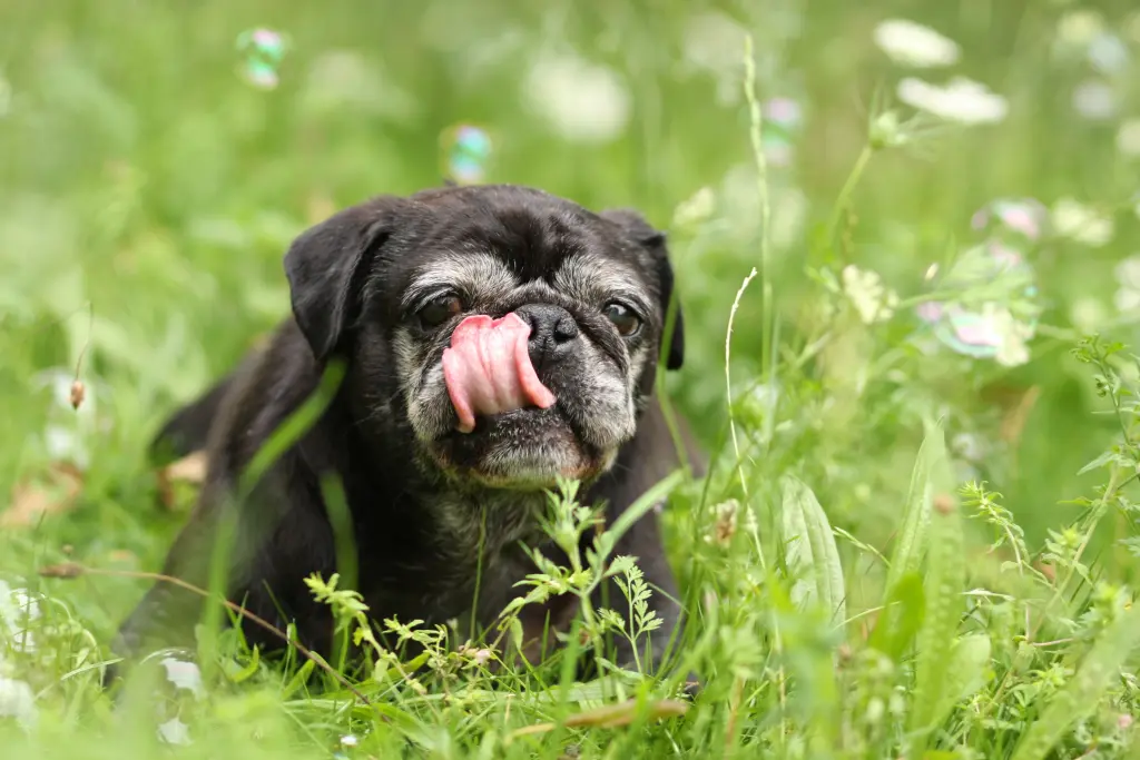 Andachtsbild von Cornelia mit Bruno & Barni im Herzen