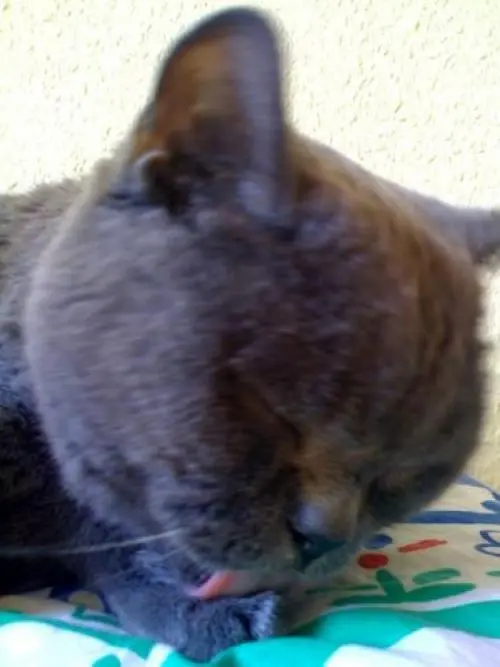 Image from filouchen