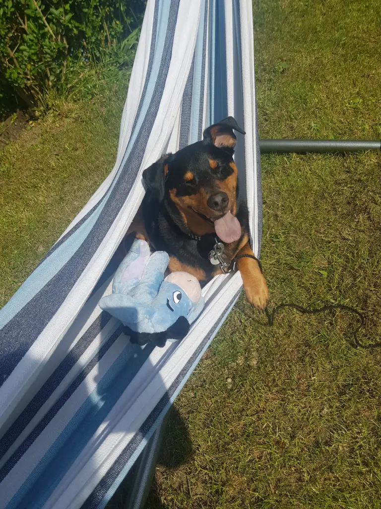 Image from Rocco