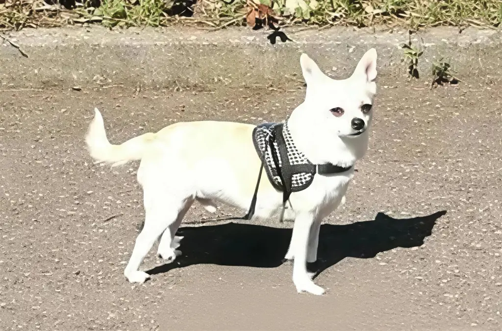 Image from Boy