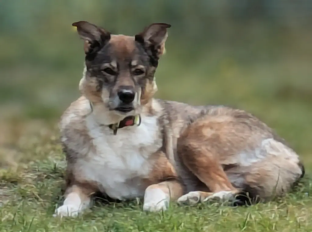Unsere Vivi -Maus