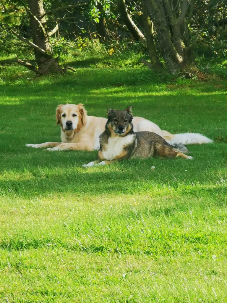 Unsere Babys 
Murphy und Vivi 💞