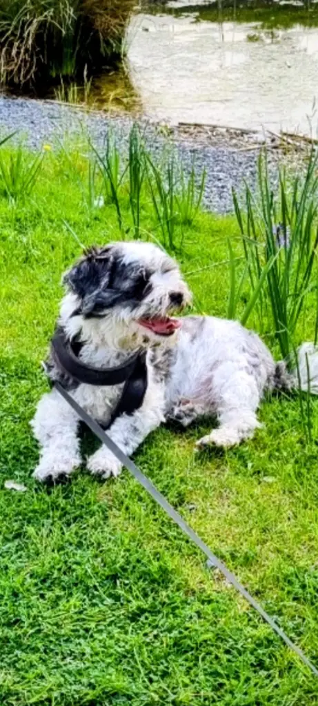 Bild von Idefix