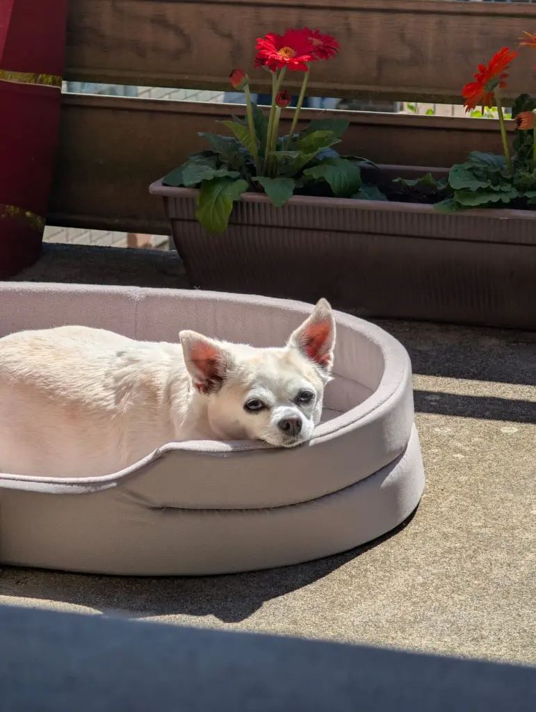 Bild von Lady