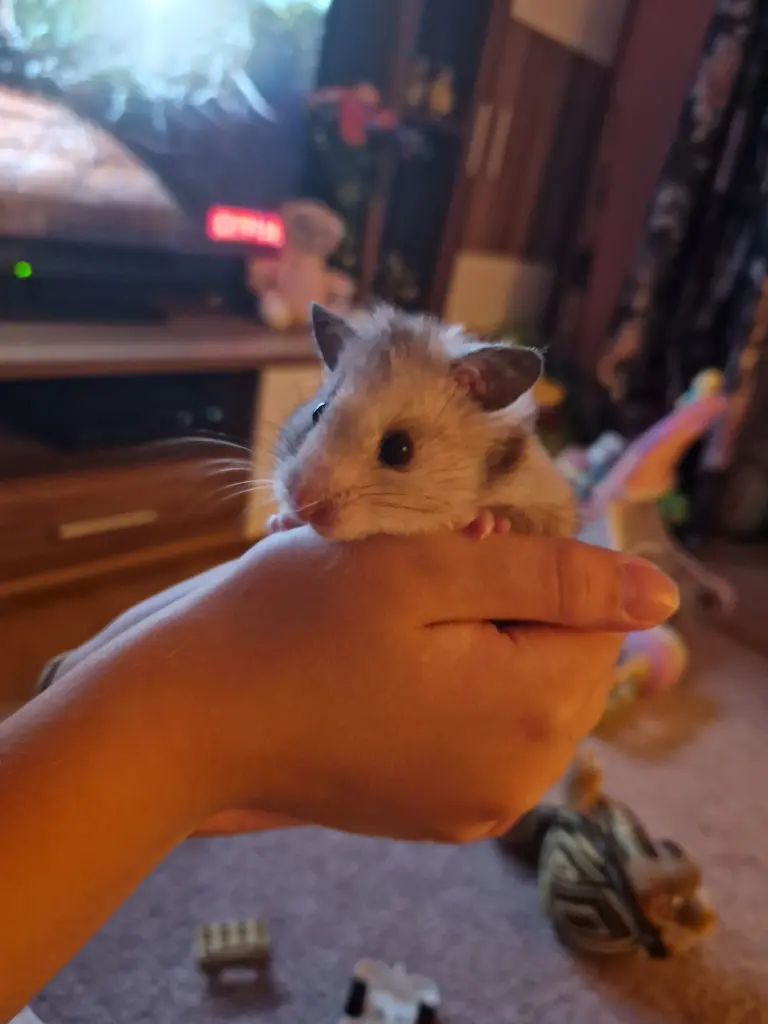 Du warst so zutraulich..
🫴🏻🐹❤️