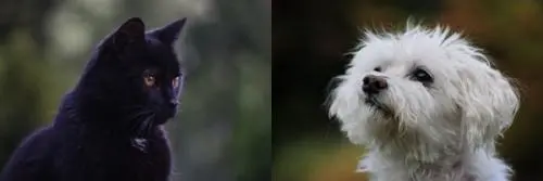 Image from Mitzie und Fips