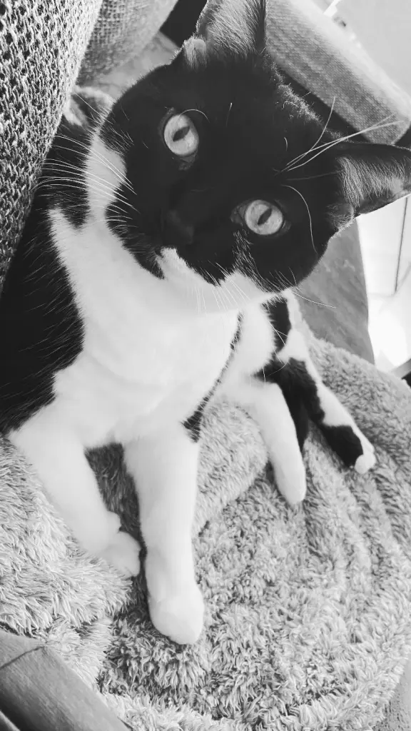 Image from Luna