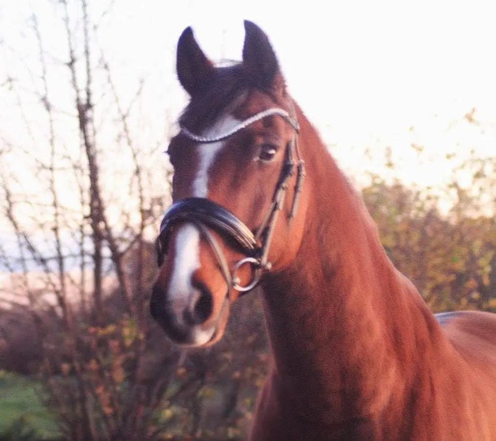 Image from Cavallino