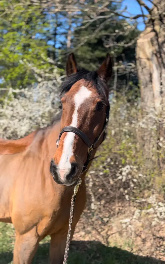 Image from Cavallino
