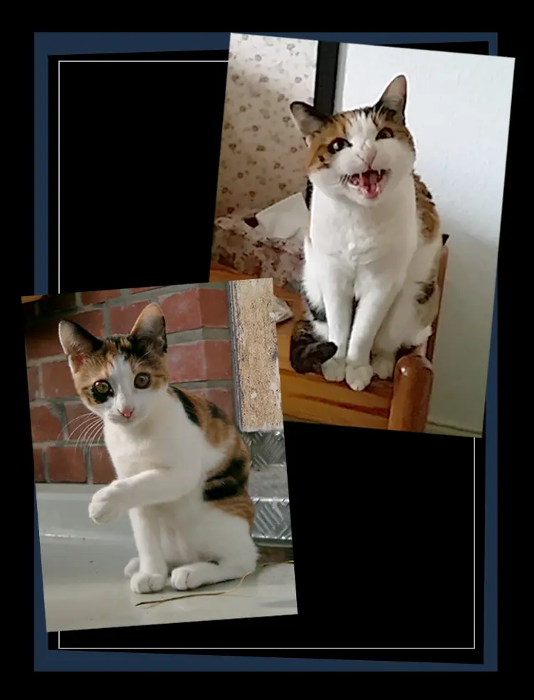 Image from Bibi