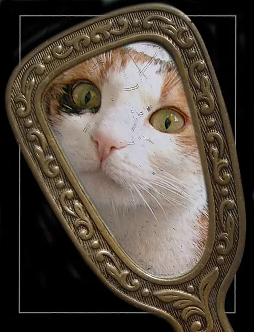 Image from Bibi