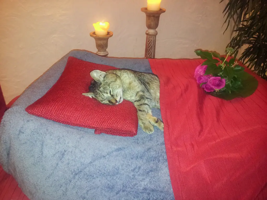 Condolence image of Carola