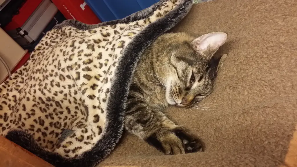 Condolence image of Carola