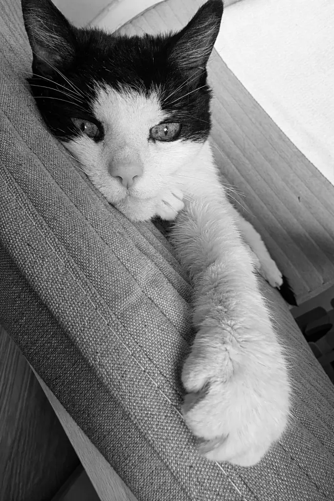 Image from Mäuschen