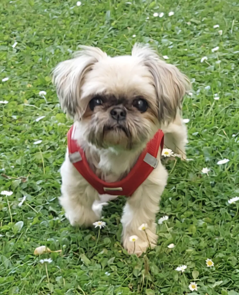 Bild von Diva