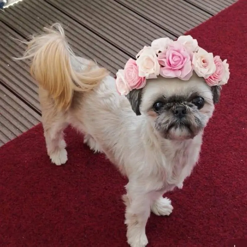 Bild von Diva