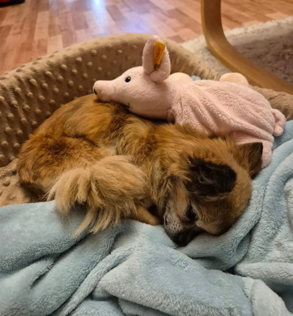 Condolence image of Kitty