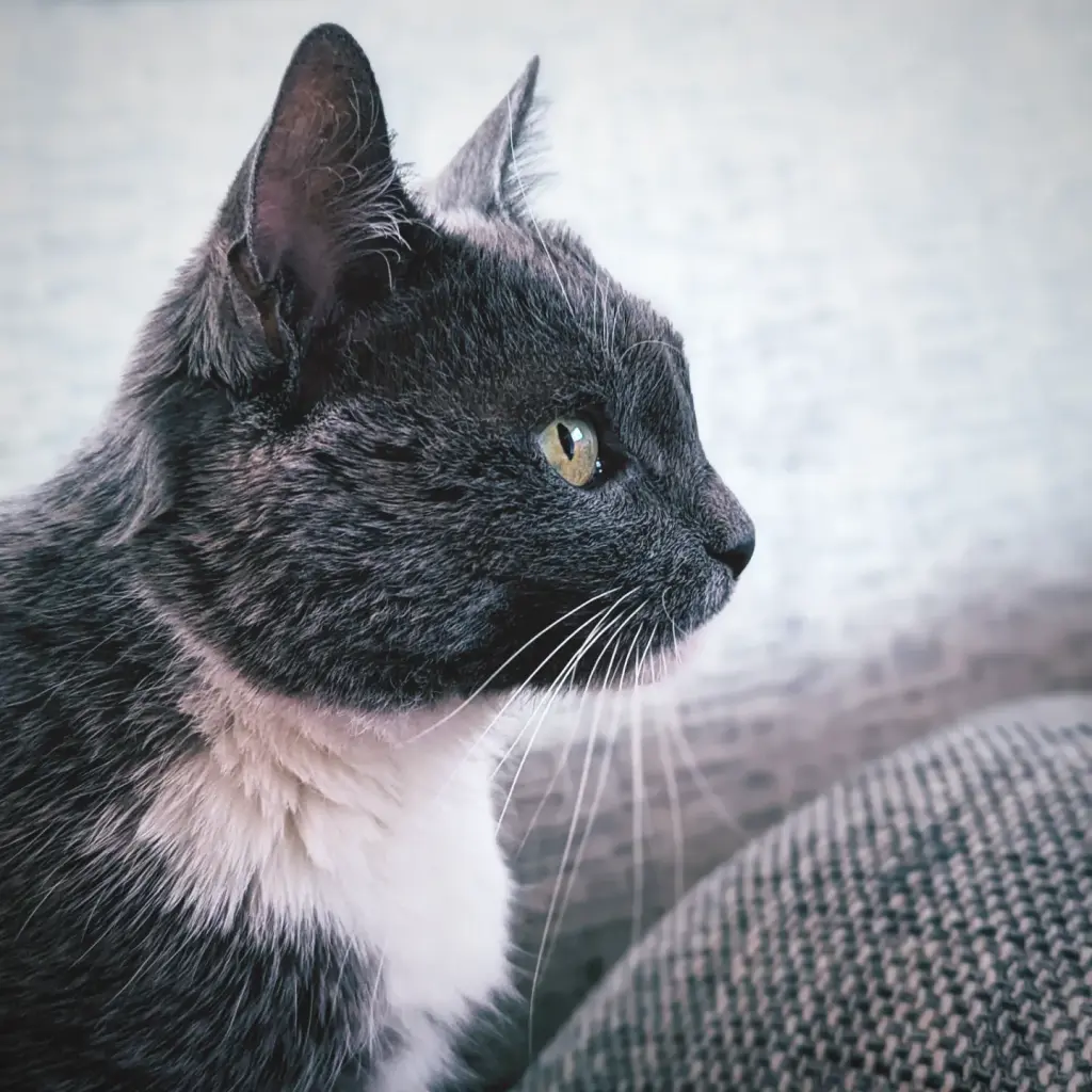 Bild von Bubi